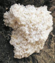 Korálovec bukový (Hericium clathroides) - Korálovec bukový na&nbsp;padlém kmeni javoru, PR Čerňava (27. 10.&nbsp;2002)